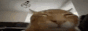 yeetcat.gif