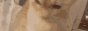 catbite.gif