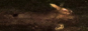alicehallnet.png
