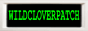 wildcloverpatch.gif