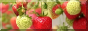 TL_strawberries_button.png