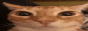 cat3.gif
