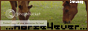 archived 88x31 button #94513