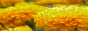 S10.gif