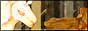 Button_CQB.gif