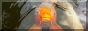 TL_koi_button.png