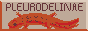 pleurodelinae2.png
