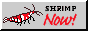 shrimp%20NOW.png