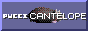 PucciButton.gif