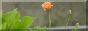 TC_flowers2_button.png
