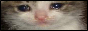 cryingcat.png