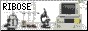 ribose-button.gif