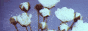 sillivis_3.gif