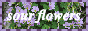 oxalisviolacea.png