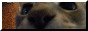 catsniff.jpg