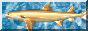 shark_friend.gif